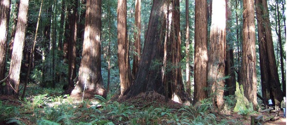 Redwoods by Jared